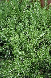 Roman Beauty Rosemary (Rosmarinus officinalis 'Roman Beauty') at Lakeshore Garden Centres