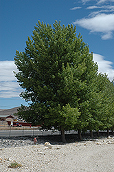 Siouxland Poplar (Populus deltoides 'Siouxland') at Lakeshore Garden Centres