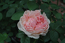 St. Swithun Rose (Rosa 'St. Swithun') at Stonegate Gardens
