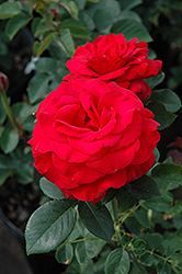 Tiamo Rose (Rosa 'KORroleotu') at Lakeshore Garden Centres