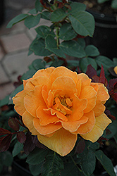 Vavoom Rose (Rosa 'Vavoom') at Stonegate Gardens
