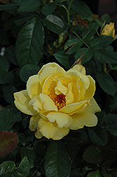 Lemon Meringue Rose (Rosa 'Lemon Meringue') at Stonegate Gardens