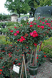 Knock Out Rose Tree (Rosa 'Radrazz') at Stonegate Gardens