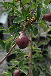 Max Red Bartlett Pear (Pyrus communis 'Max Red Bartlett') at Stonegate Gardens