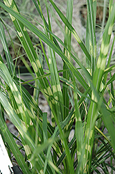 Porcupine Grass (Miscanthus sinensis 'Porcupine') at Stonegate Gardens