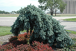 Weeping Blue Spruce (Picea pungens 'Pendula (tree form)') at Stonegate Gardens