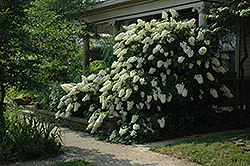 Snowflake Hydrangea (Hydrangea quercifolia 'Snowflake') at Stonegate Gardens