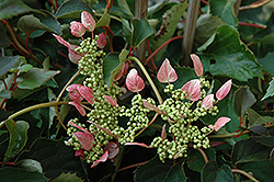 Rosea Hydrangea Vine (Schizophragma hydrangeoides 'Rosea') at Stonegate Gardens