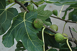 Mission Fig (Ficus carica 'Mission') at Lakeshore Garden Centres