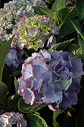 Forever And Ever Hydrangea (Hydrangea macrophylla 'Forever And Ever') at Stonegate Gardens