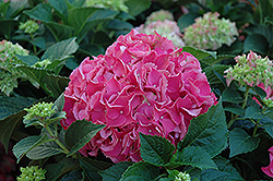 Forever And Ever Red Hydrangea (Hydrangea macrophylla 'Forever And Ever Red') at Stonegate Gardens