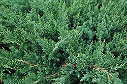 Parson's Juniper (Juniperus davurica 'Parsonii') at Stonegate Gardens