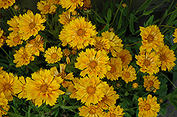 Jethro Tull Tickseed (Coreopsis 'Jethro Tull') at A Very Successful Garden Center
