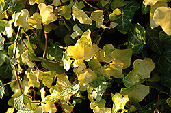 Buttercup Ivy (Hedera helix 'Buttercup') at Stonegate Gardens