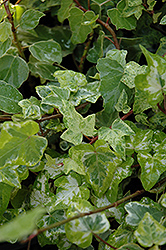 Minty Ivy (Hedera helix 'Minty') at Stonegate Gardens