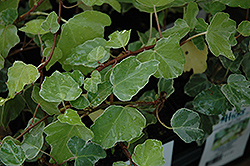 Paper Doll Ivy (Hedera helix 'Paper Doll') at Stonegate Gardens