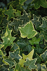 Gold Child Ivy (Hedera helix 'Gold Child') at A Very Successful Garden Center