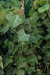 Thorndale Ivy (Hedera helix 'Thorndale') at Stonegate Gardens