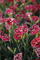 Cranberry Ice Pinks (Dianthus 'Cranberry Ice') at Stonegate Gardens