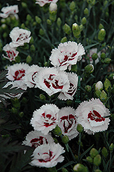 Scent First Coconut Surprise Pinks (Dianthus 'WP05Yves') at Stonegate Gardens