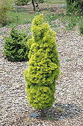 Compacta English Yew (Taxus baccata 'Compacta') at Stonegate Gardens