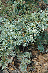 Spring Blast Spruce (Picea pungens 'Spring Blast') at Stonegate Gardens
