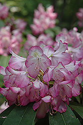 Bravo Rhododendron (Rhododendron 'Bravo') at Stonegate Gardens
