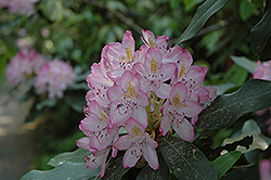 Independence Rosebay Rhododendron (Rhododendron maximum 'Independence') at Stonegate Gardens