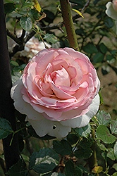 Eden Rose (Rosa 'Meiviolin') at Stonegate Gardens