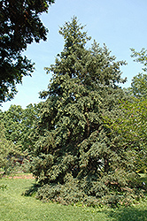 Luiang Spruce (Picea likiangensis) at Stonegate Gardens