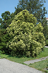 Sekkan Japanese Cedar (Cryptomeria japonica 'Sekkan Sugi') at A Very Successful Garden Center