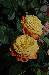 Garden Joy Rose (Rosa 'Garden Joy') at Stonegate Gardens