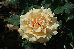 Caramella Fairytale Rose (Rosa 'KORkinteral') at Stonegate Gardens