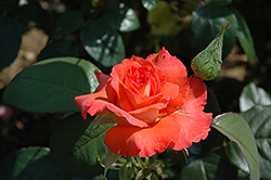 Folklore Rose (Rosa 'Folklore') at Stonegate Gardens