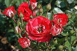 Planten un Blomen (Rosa 'Planten un Blomen') at Stonegate Gardens