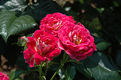 Cerise Veranda Rose (Rosa 'KORfloci24') at Stonegate Gardens
