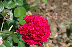 William Shakespeare Rose (Rosa 'William Shakespeare') at Lakeshore Garden Centres