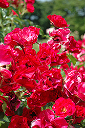 Ruby Vigorosa Rose (Rosa 'KORvillade') at Stonegate Gardens