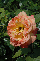 Speelwark Rose (Rosa 'Speelwark') at Stonegate Gardens