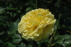 Golden Fairytale Rose (Rosa 'KORquelda') at Stonegate Gardens