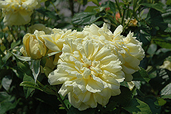 Dakota Sun Rose (Rosa 'Dakota Sun') at Stonegate Gardens