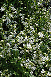 Western Whiteflower Penstemon (Penstemon pratensis) at Stonegate Gardens