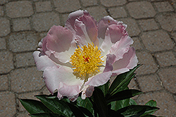 Charles Burgess Peony (Paeonia 'Charles Burgess') at A Very Successful Garden Center