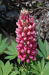 Gallery Red Lupine (Lupinus 'Gallery Red') at Stonegate Gardens