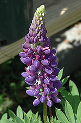 Gallery Blue Lupine (Lupinus 'Gallery Blue') at Stonegate Gardens