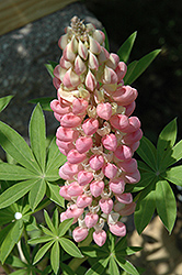 Russell Pink Shades Lupine (Lupinus 'Russell Pink Shades') at Stonegate Gardens
