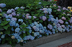 Nikko Blue Hydrangea (Hydrangea macrophylla 'Nikko Blue') at Stonegate Gardens