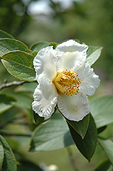Japanese Stewartia (Stewartia pseudocamellia) at Stonegate Gardens