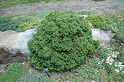 Knaptonensis Japanese Cedar (Cryptomeria japonica 'Knaptonensis') at Stonegate Gardens