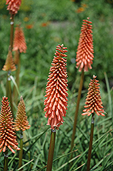 Red Rocket Torchlily (Kniphofia 'Red Rocket') at Stonegate Gardens